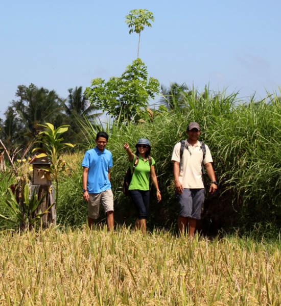 Rice Paddy Trekking